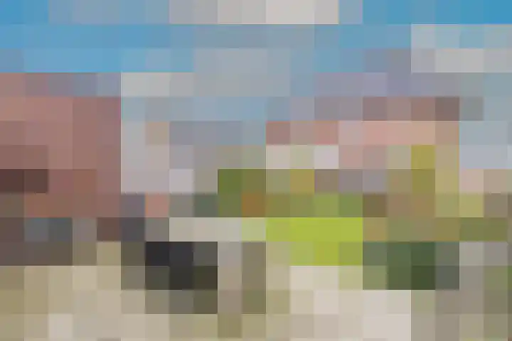 Boterbloem 23 't Veld thumbnail 6