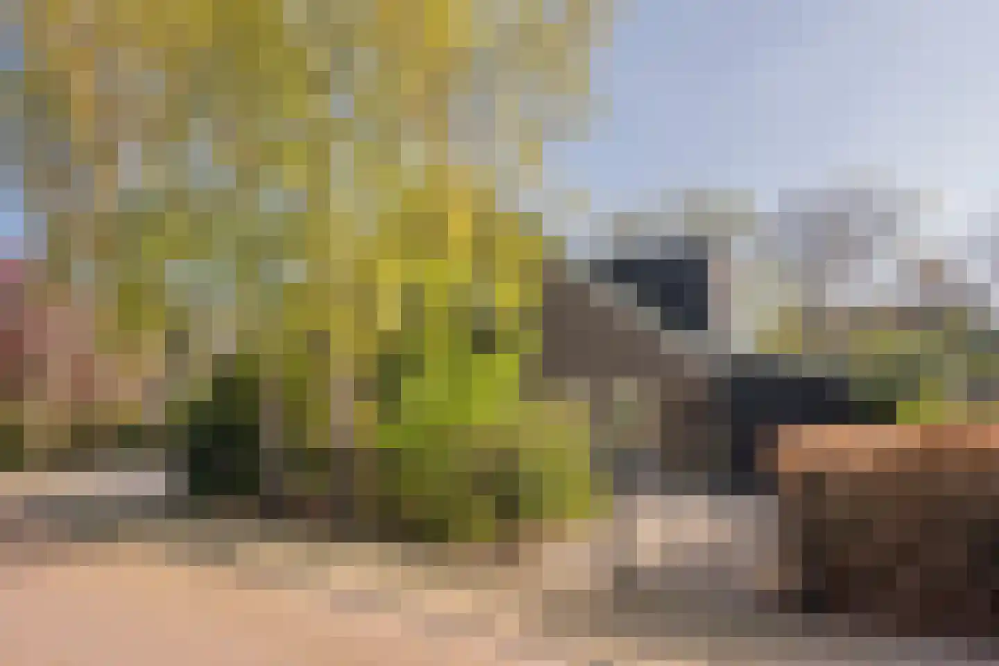 Boterbloem 25 Nijkerk thumbnail 49