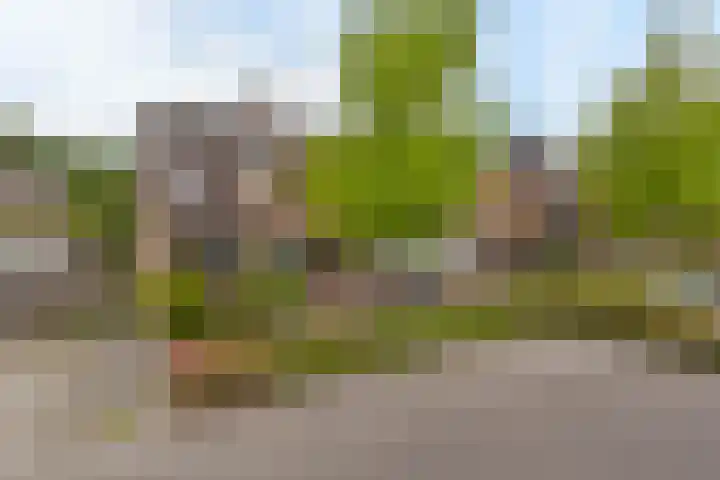 Boterbloem 26 Zwaag thumbnail 24