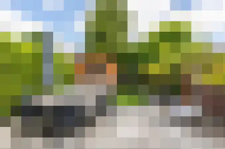 Boterbloem 27 Venray thumbnail 37