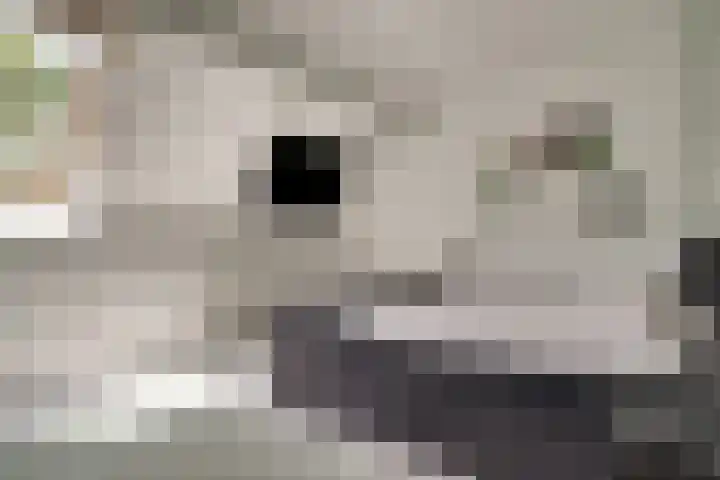 Boterbloem 27 Zwaag thumbnail 18