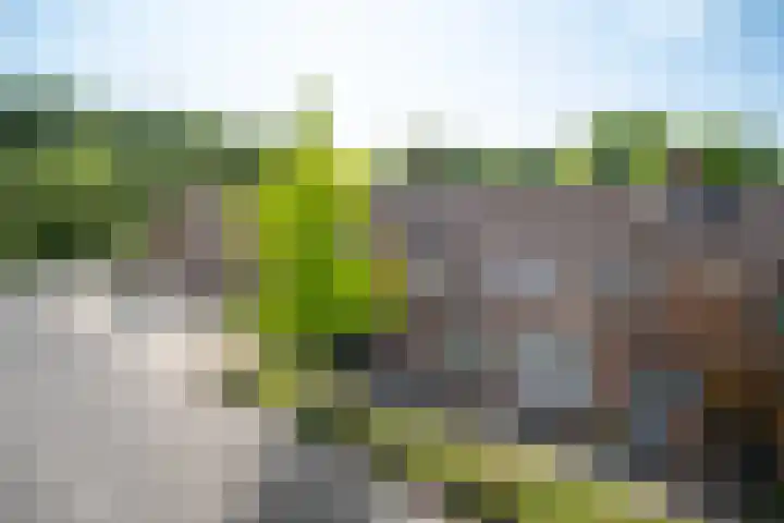 Boterbloem 27 Zwaag thumbnail 28