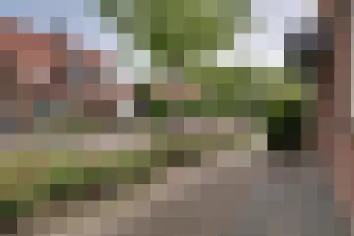 Boterbloem 27 Zwaag thumbnail 30