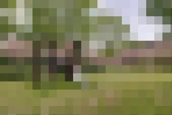 Boterbloem 27 Zwaag thumbnail 32