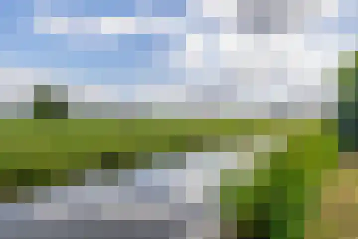 Boterbloem 3 Bergambacht thumbnail 28