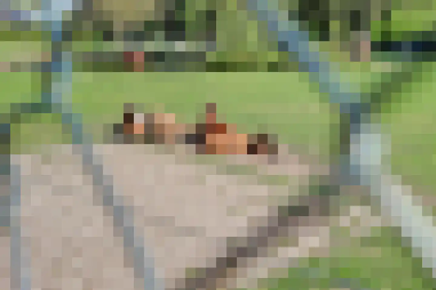 Boterbloem 42 Klarenbeek thumbnail 42