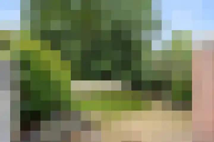 Boterbloem 49 Bennekom thumbnail 6