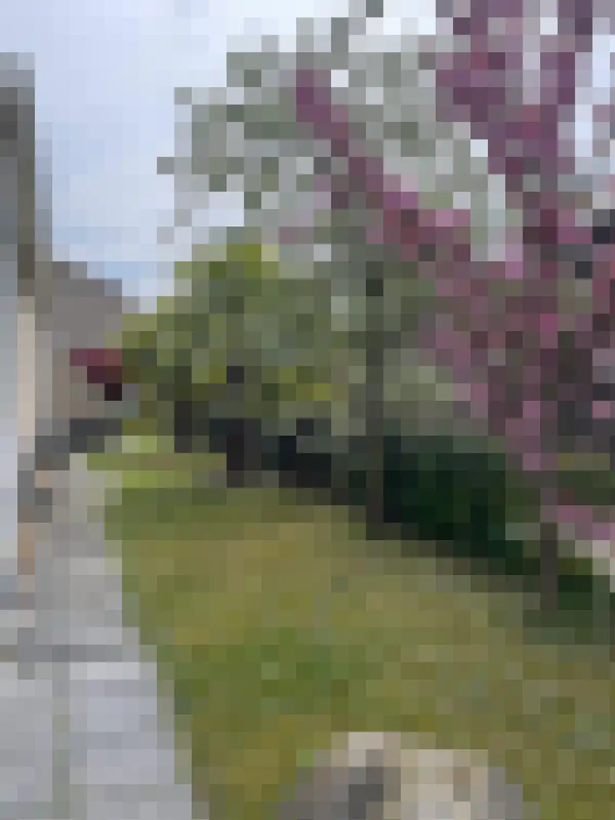 Boterbloem 5 Kapelle thumbnail 64