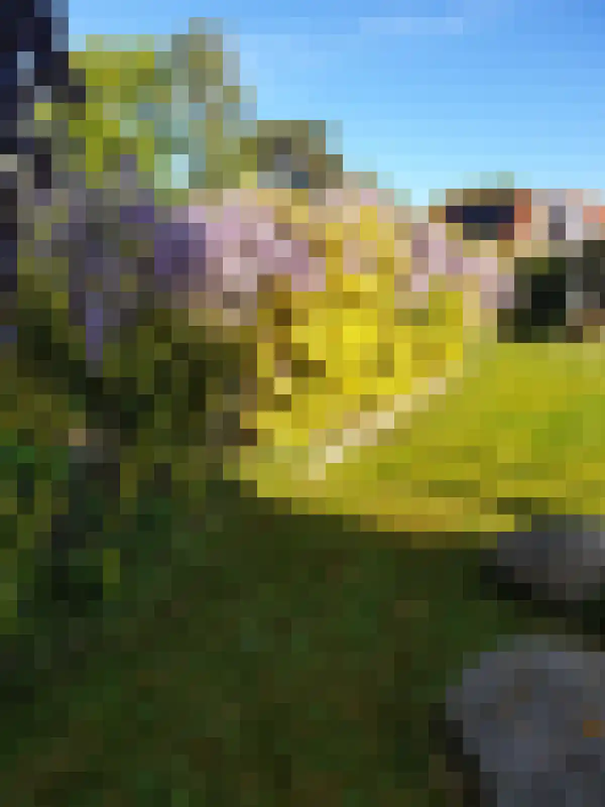 Boterbloem 5 Kapelle thumbnail 65