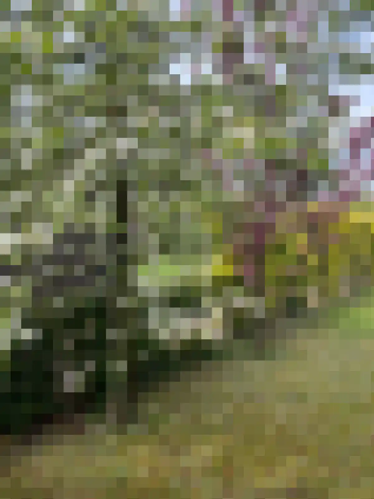 Boterbloem 5 Kapelle thumbnail 66
