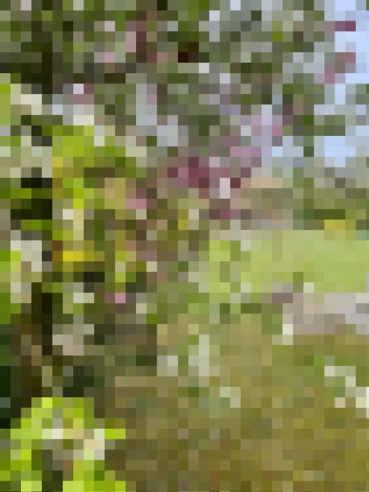 Boterbloem 5 Kapelle thumbnail 67