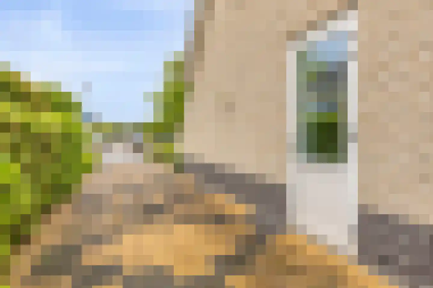 Boterbloem 5 Kapelle thumbnail 74