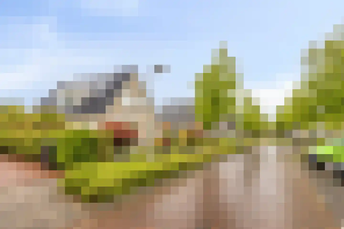 Boterbloem 5 Kapelle thumbnail 76
