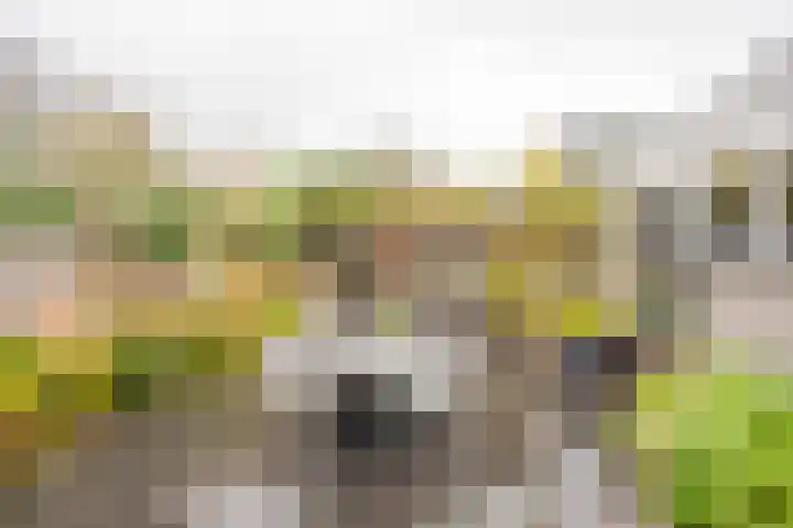 Boterbloem 5 Nijkerk thumbnail 10