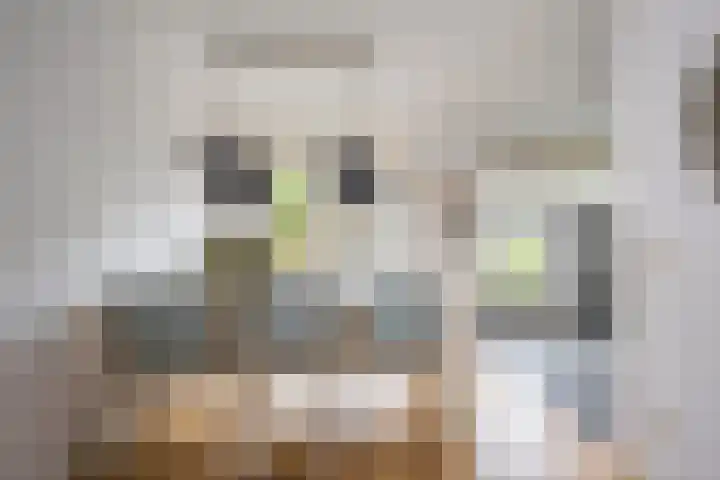 Boterbloem 5 Nijkerk thumbnail 21