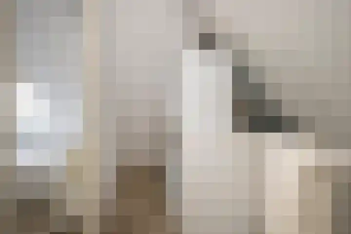 Boterbloem 5 Nijkerk thumbnail 42