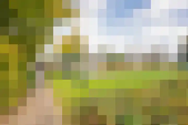 Boterbloem 5 Nijkerk thumbnail 44