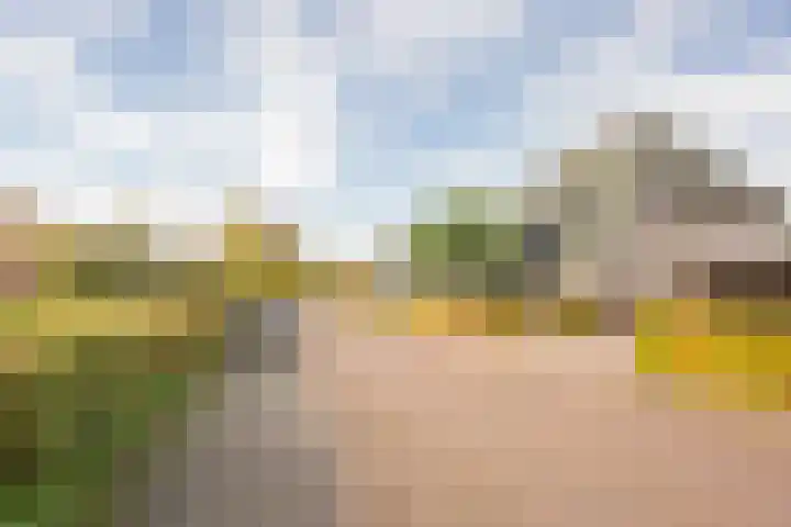 Boterbloem 5 Nijkerk thumbnail 6