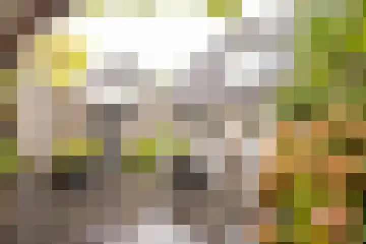 Boterbloem 5 Nijkerk thumbnail 9