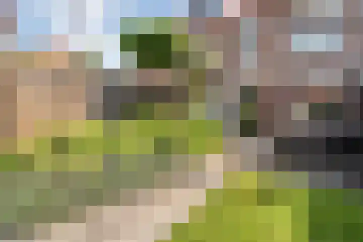 Boterbloem 79 Hardenberg thumbnail 30