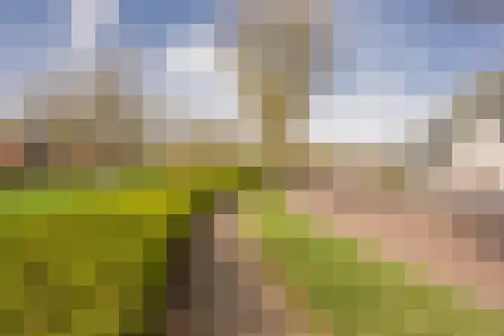 Boterbloem 8 Nijkerk thumbnail 38