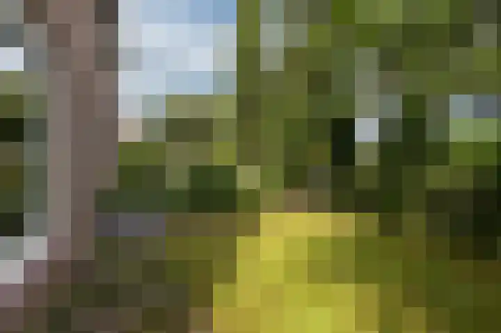 Boterbloemstraat 1 Rheden thumbnail 6