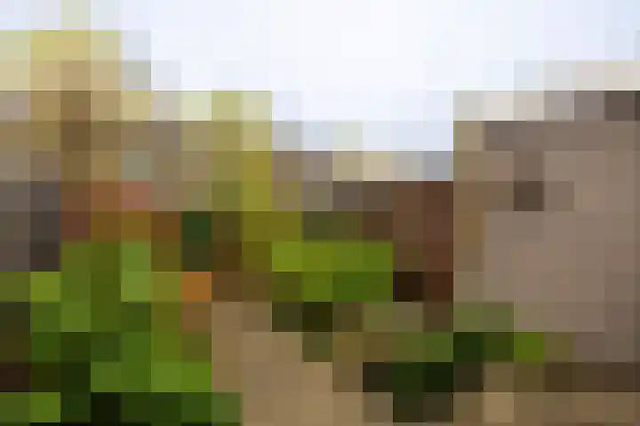 Boterbloemweg 27 Alphen aan den Rijn thumbnail 20