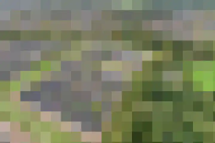 Botermakerses 2 Dalfsen thumbnail 51
