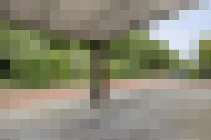 Botermakerses 2 Dalfsen thumbnail 8