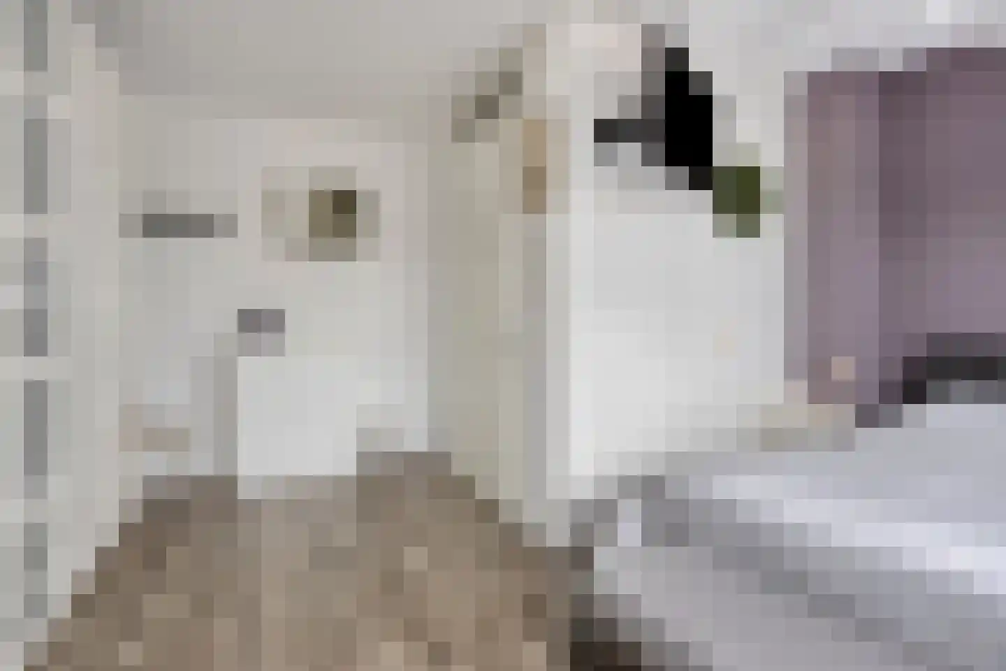 Botersteeg 3 Helmond thumbnail 22