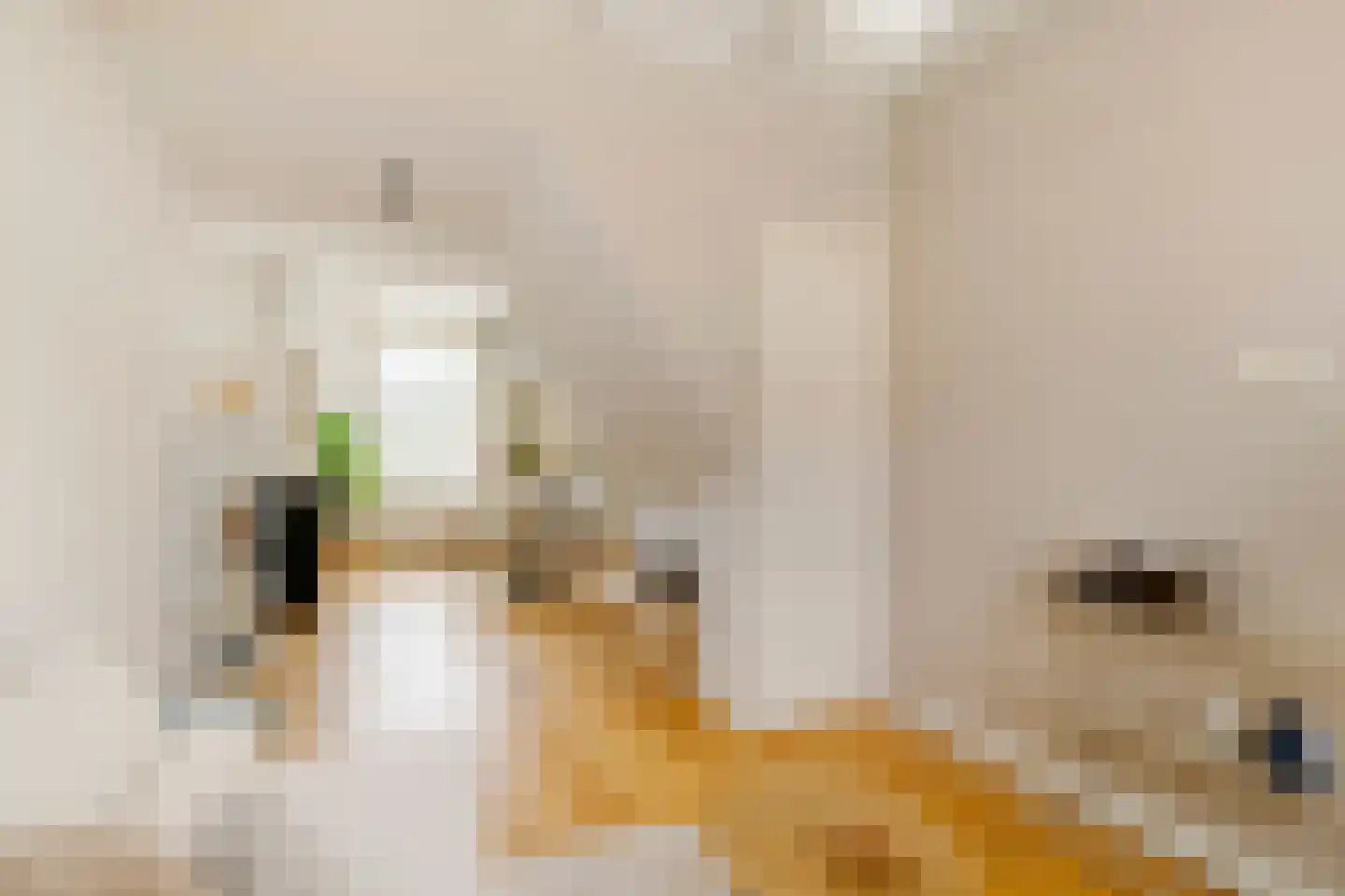 Boterstraat 8 Haarlem thumbnail 10
