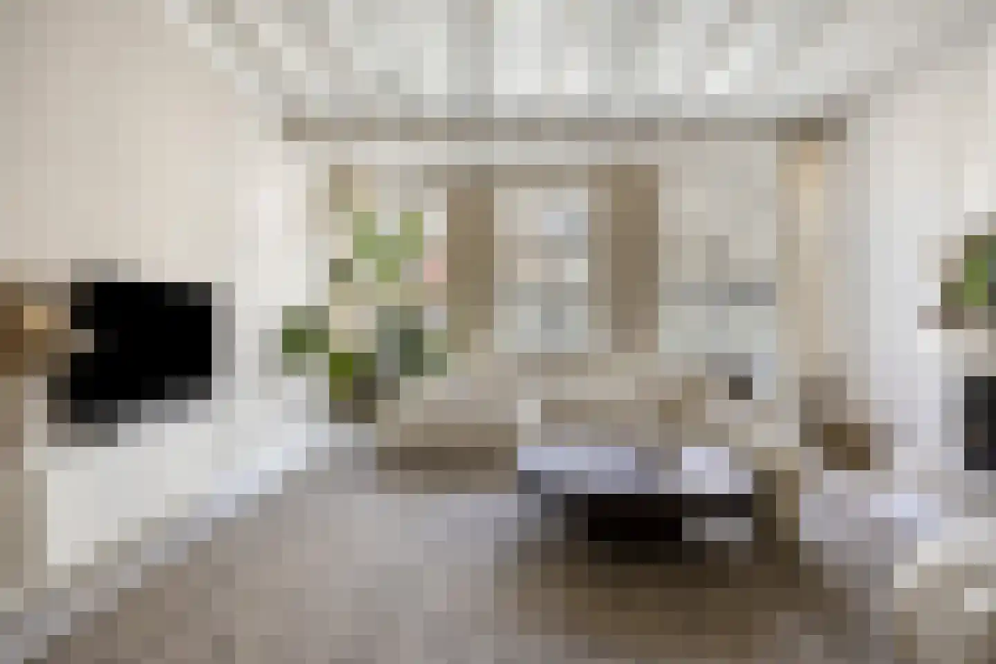 Botervatsteeg 7 Kampen thumbnail 4