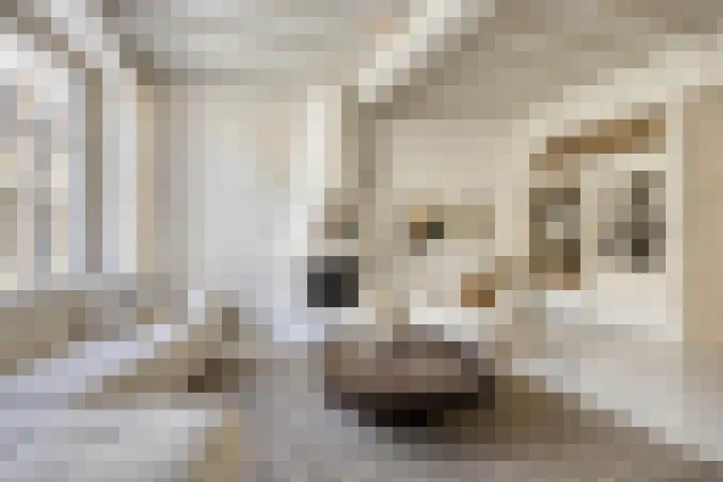Botervatsteeg 7 Kampen thumbnail 7