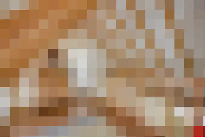 Boterveen 13 Dwingeloo thumbnail 27