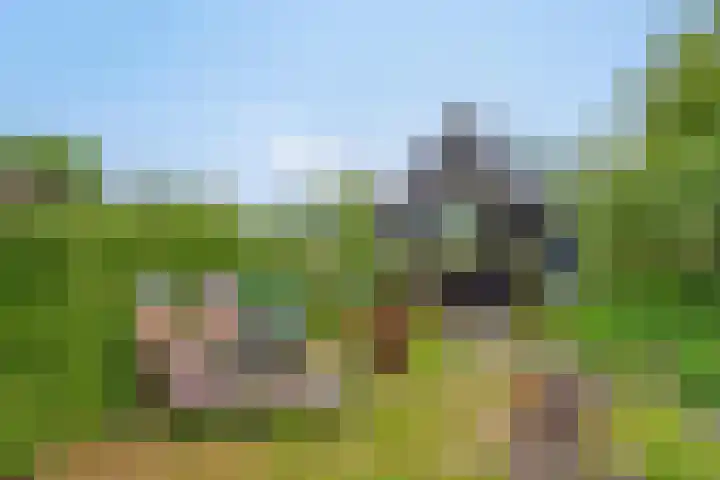 Boterveen 13 Dwingeloo thumbnail 55