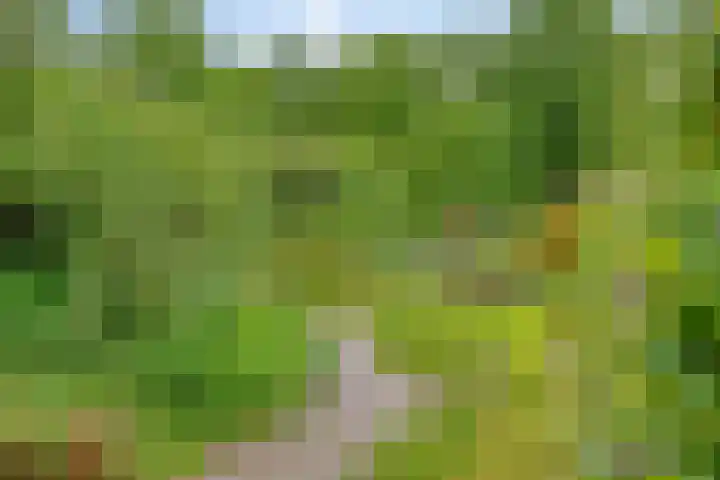 Boterveen 13 Dwingeloo thumbnail 62