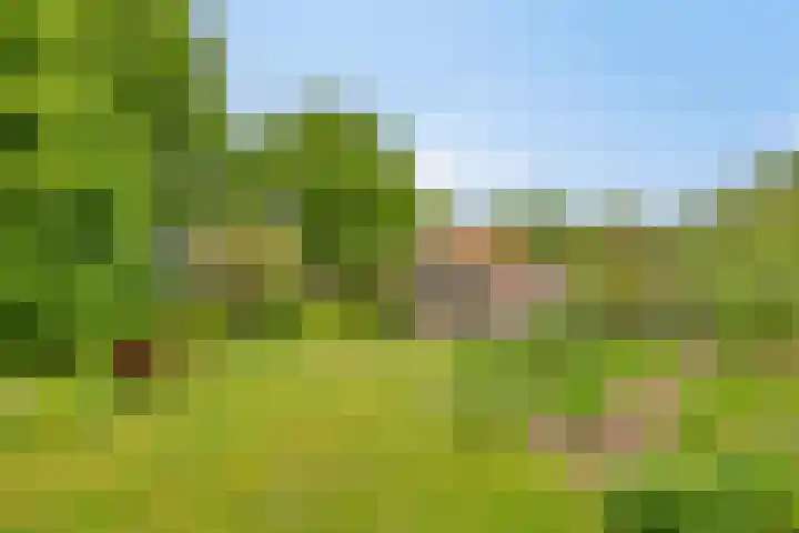 Boterveen 13 Dwingeloo thumbnail 64