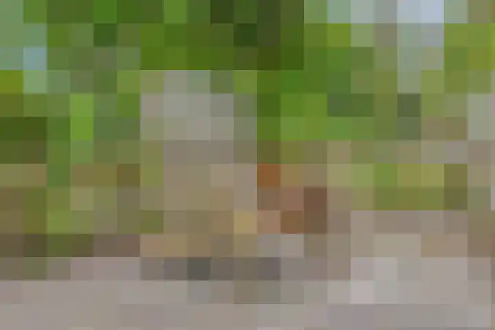 Boterveen 13 Dwingeloo thumbnail 71