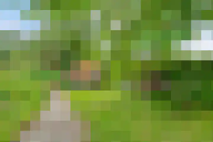 Boterveen 13 Dwingeloo thumbnail 72