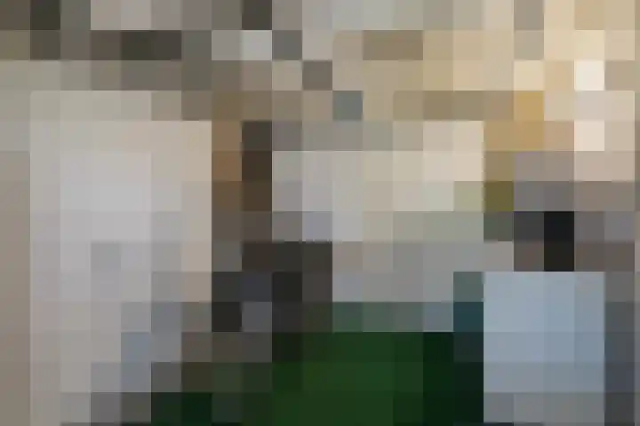 Boterzwin 2208 Julianadorp thumbnail 12