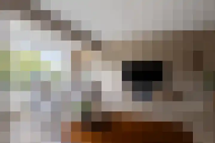 Boterzwin 2322 Julianadorp thumbnail 9