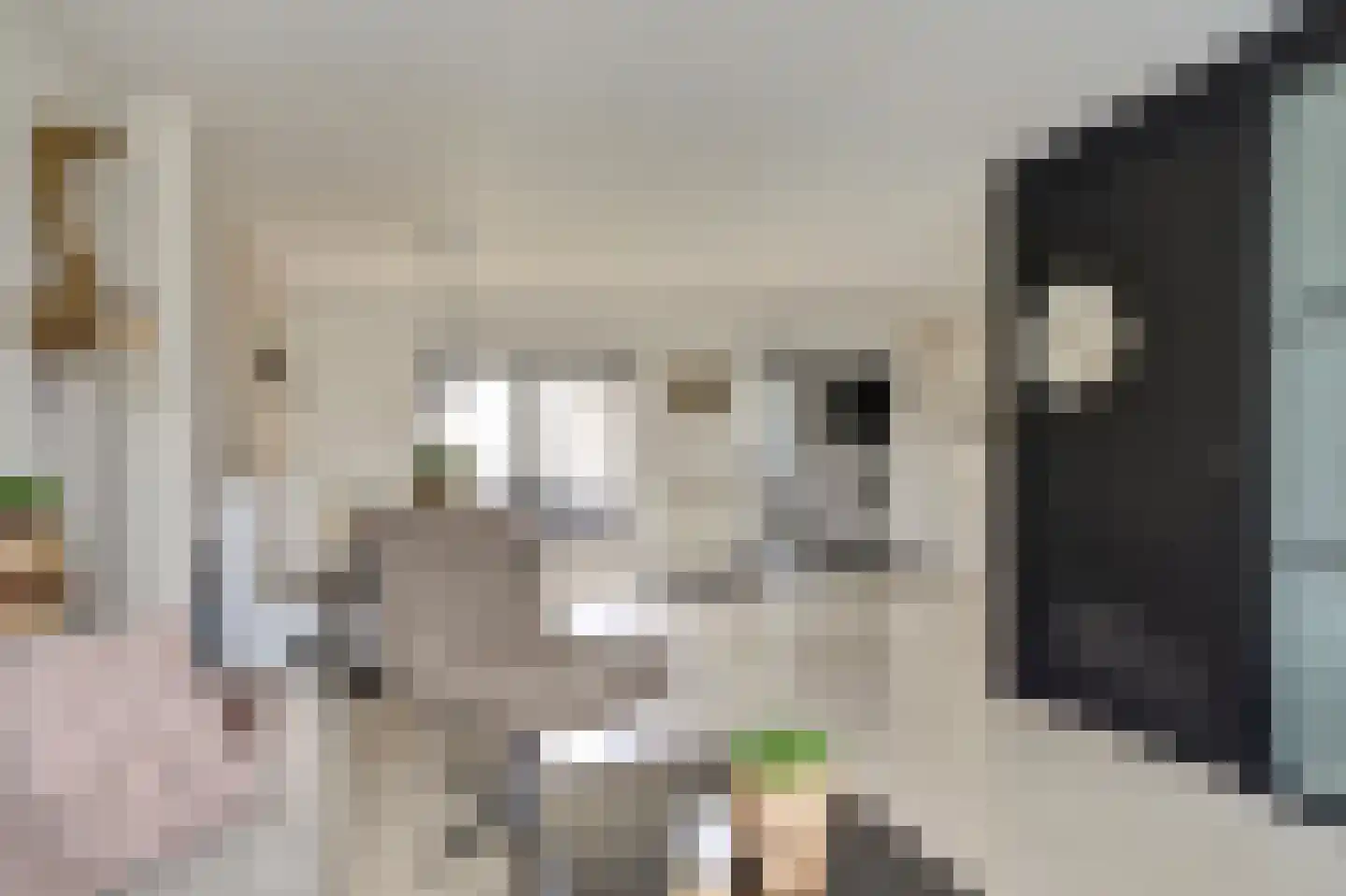 Boterzwin 4230 Julianadorp thumbnail 14