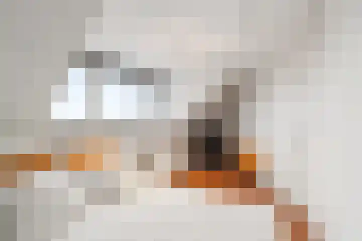 Boterzwin 4304 Julianadorp thumbnail 31