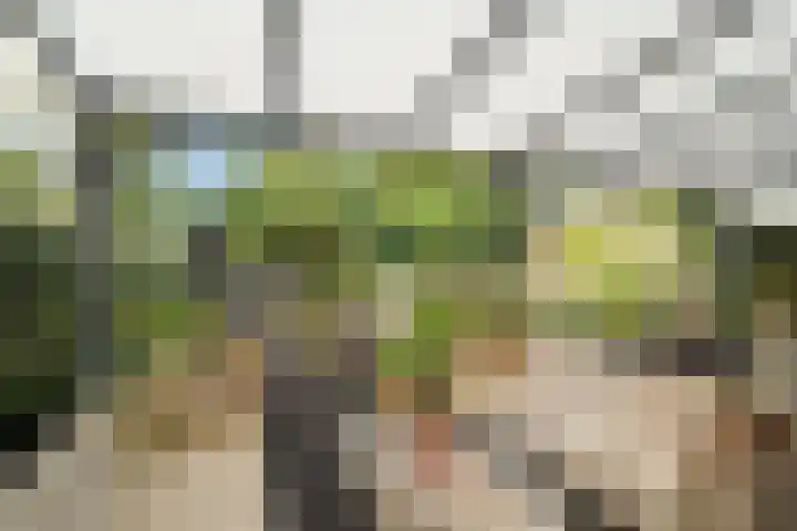 Boterzwin 4405 Julianadorp thumbnail 13