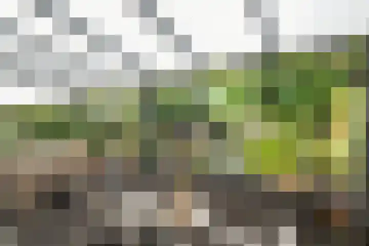 Boterzwin 4405 Julianadorp thumbnail 14