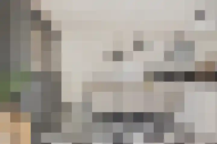 Boterzwin 4520 Julianadorp thumbnail 18