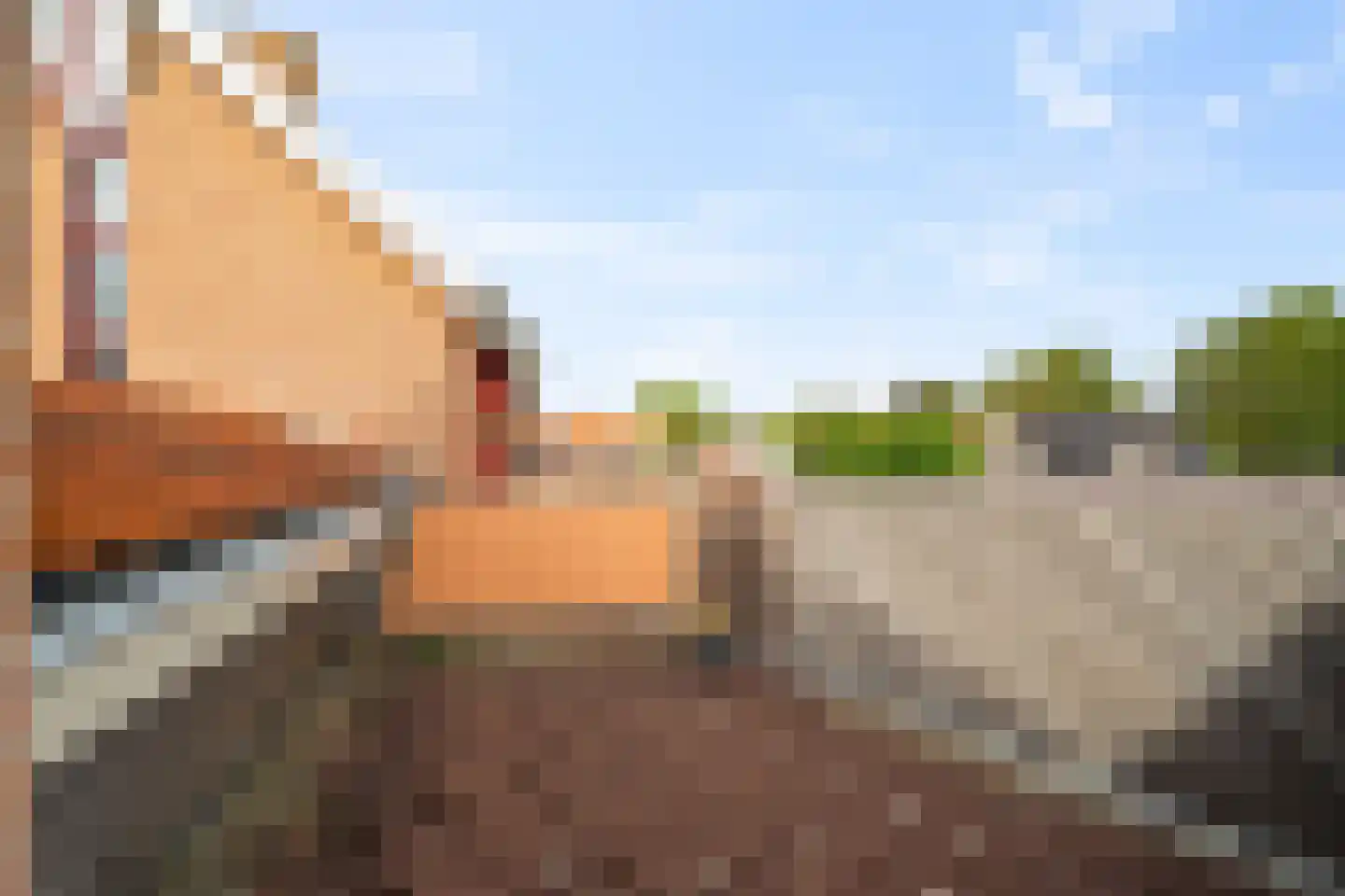 Boterzwin 5113 Julianadorp thumbnail 30