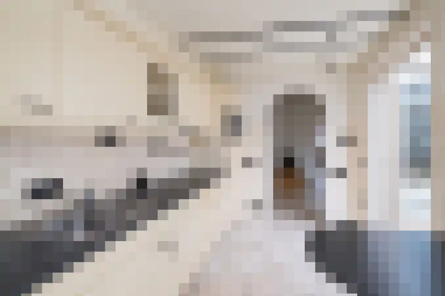 Bothastraat 4 Ridderkerk thumbnail 6