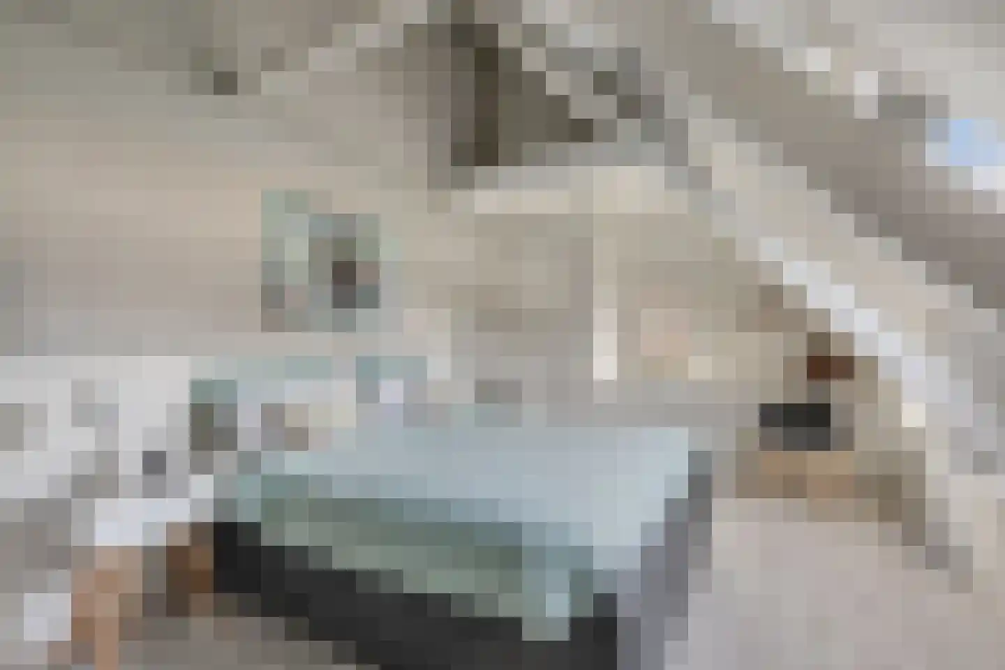 Bothaweg 2 Oosterbeek thumbnail 33