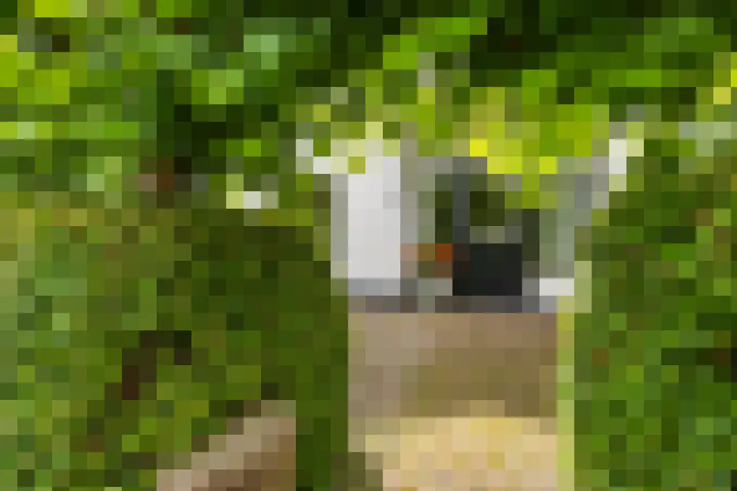 Bothaweg 2 Oosterbeek thumbnail 7
